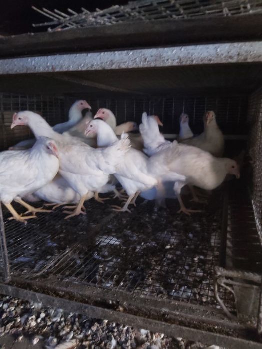 Ломан Сенді,вік 4,5 міс