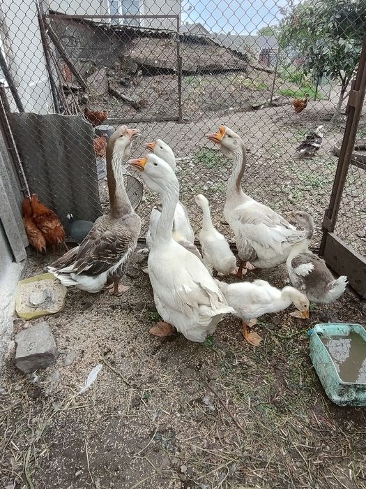 Продаю гуси Холмогори.