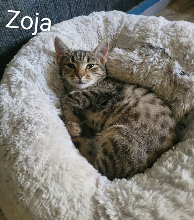 Paromiesięczne kociaki czekają na domy