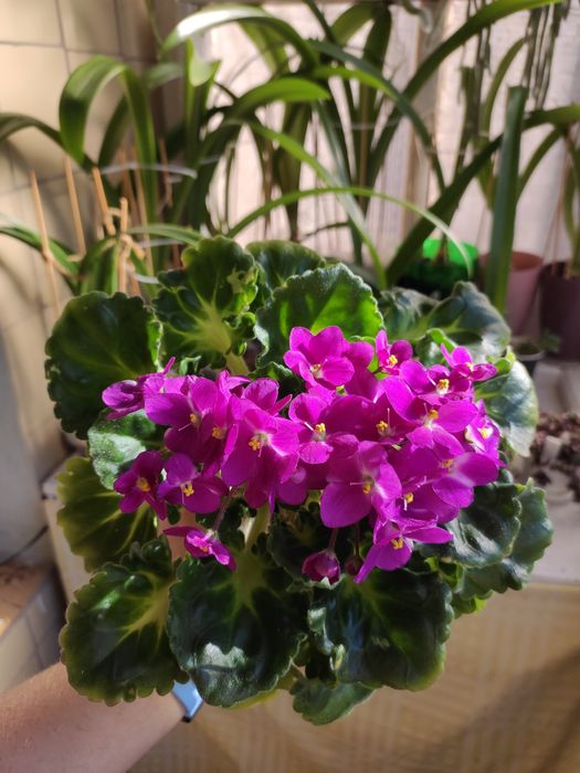 Фіалка, сенполія