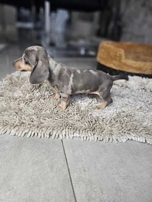 Teckel blue merle disponivel