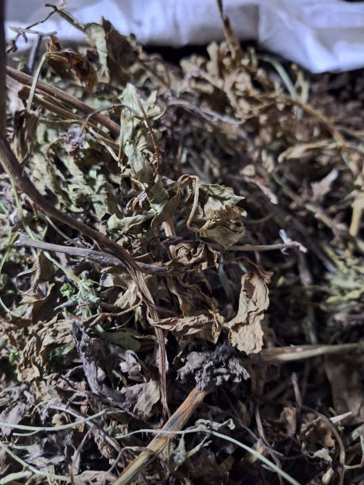 Lubczyk suszony naturalnie