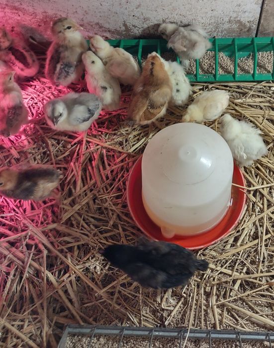 Pisklaki, kurczaki,kury ozdobne