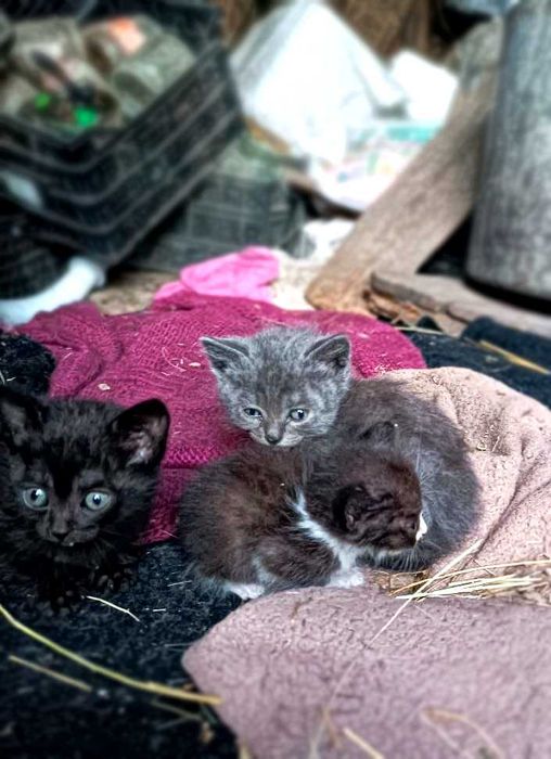 Котята в добрые руки (1,5 месяца)