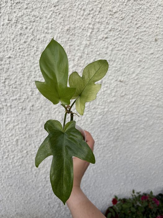 Philodendron Florida Ghost