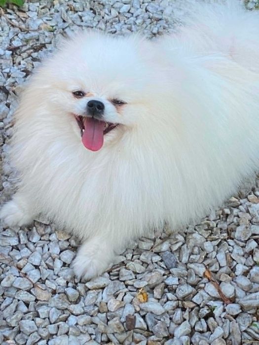 Szpic miniaturowy pomeranian malutki samczyk