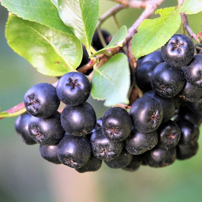 Aronia ekologiczna, owoce zdrowe, dojrzałe, soki, nalewki.