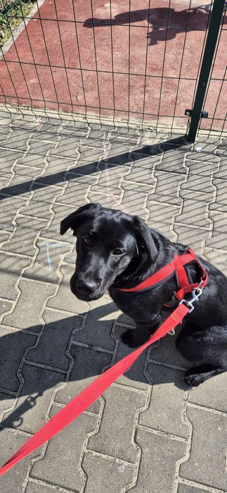 Suczka w typie labradora