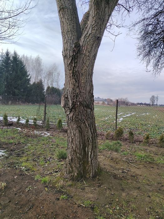 Orzech włoski do wycięcia