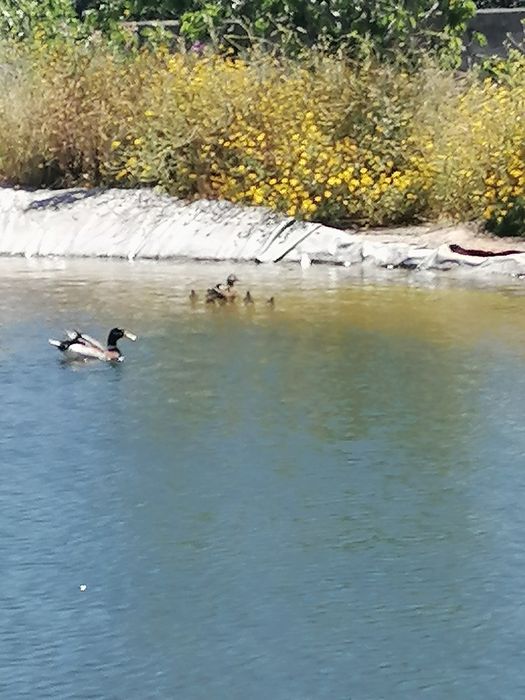 Patos bravos disponíveis