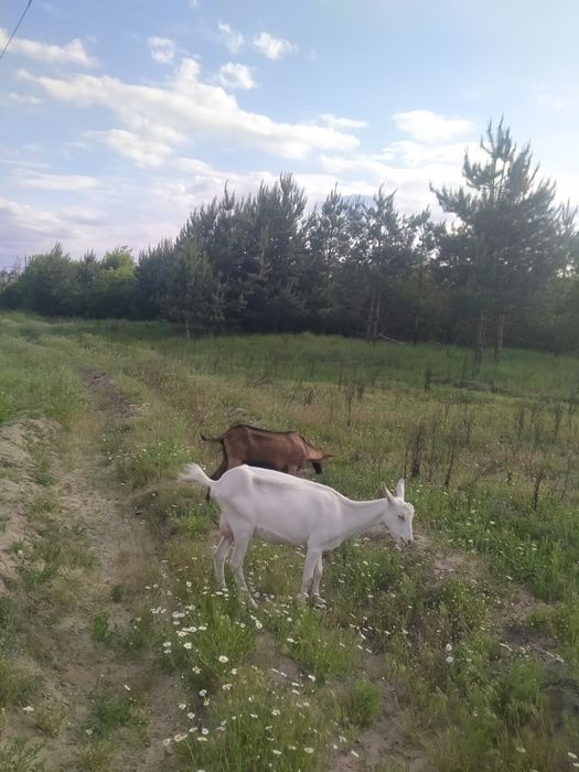 Продам хороших кіз