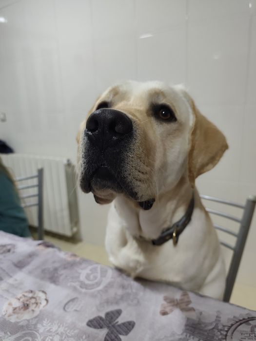 Labrador procura namorada
