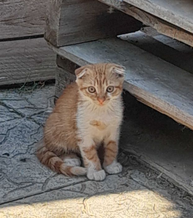 Отдам котят в хорошие руки