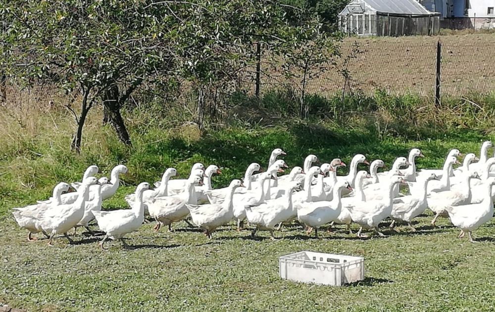 Gęś,gęsi tuszka, ekologiczne naturalnie karmione