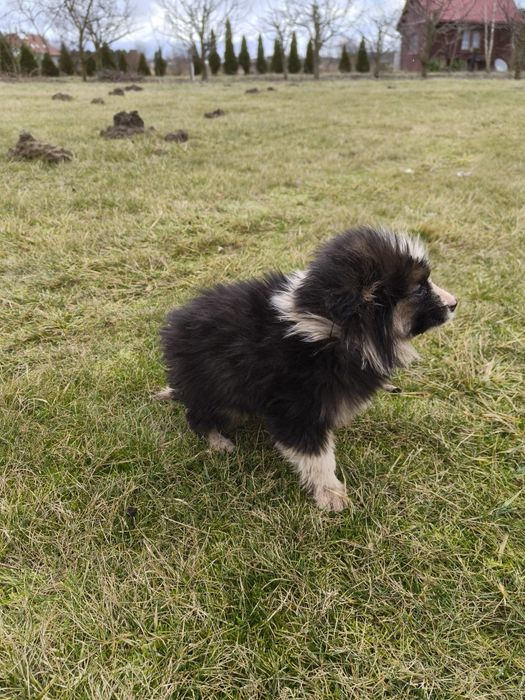 Oddam za darmo pieska