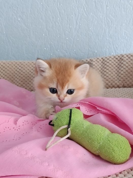 Пухнасте щастячко