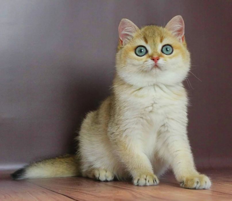 Абалденный малыш британчик
