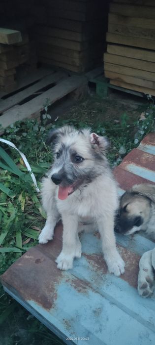 Щенки  не породистые