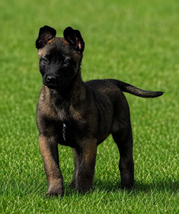 Owczarek belgijski malinois z rodowodem