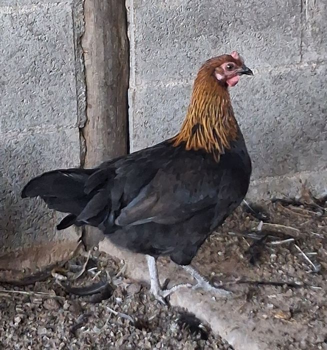 Vendo vários garnisés