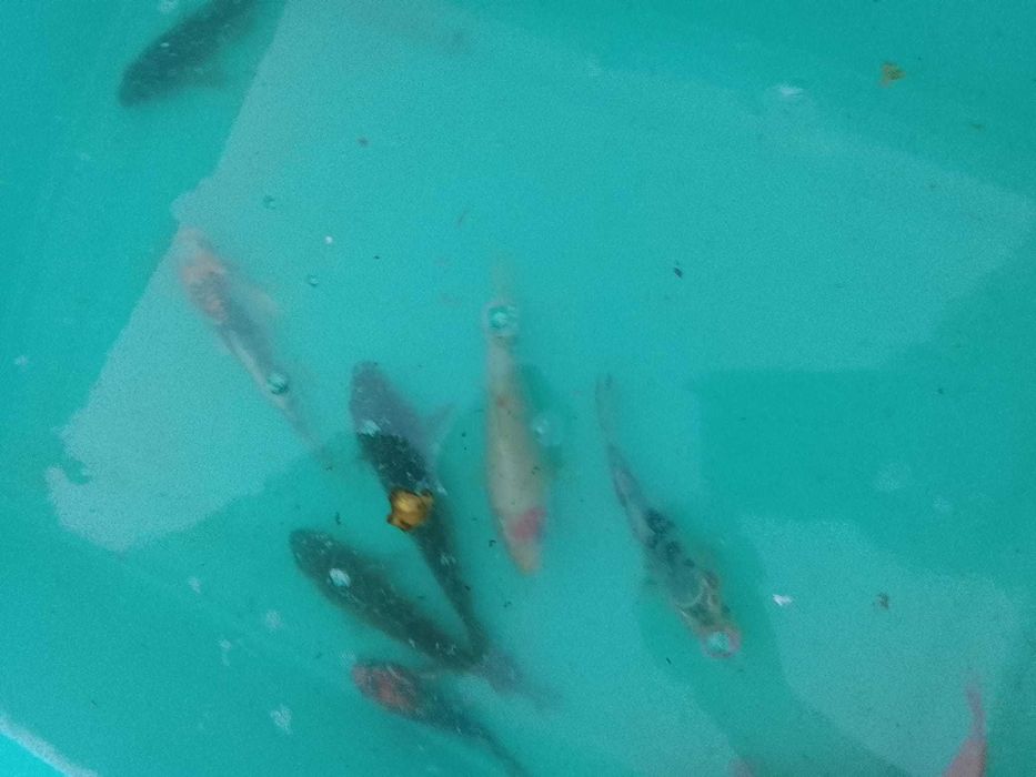Vendo carpas koi