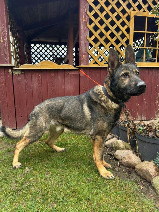 Owczarek niemiecki FCI