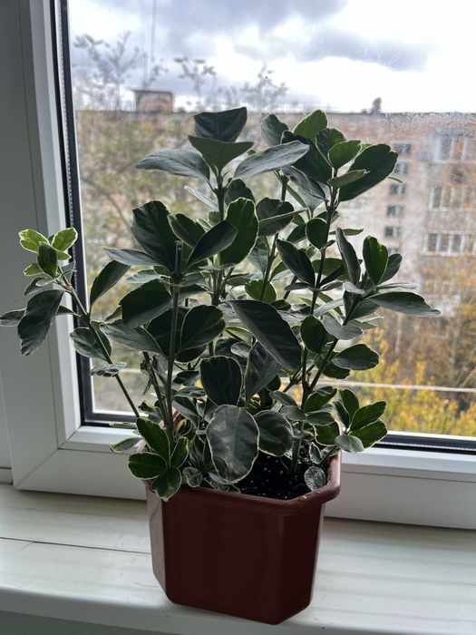 Кімнатні рослини