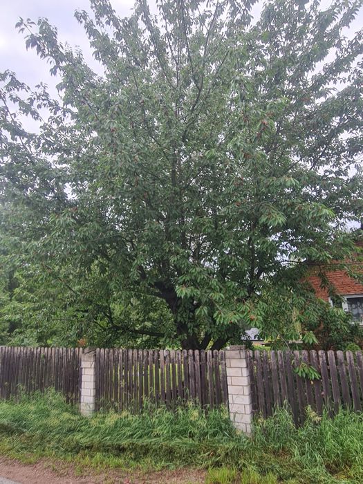 Czereśnie do zebrania