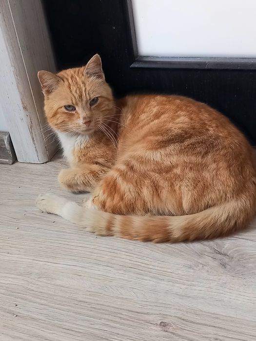 Kotek Miodek szuka domu