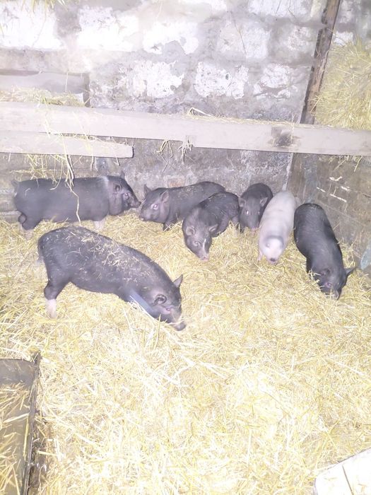 В'єтнамська поросята