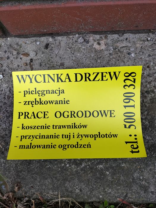 Wycinka drzew pielęgnacja