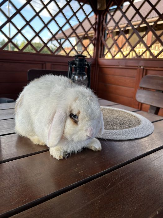 Miniaturki mini lop
