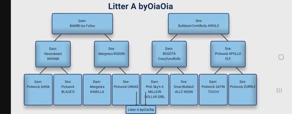 Buldog Kontynentalny