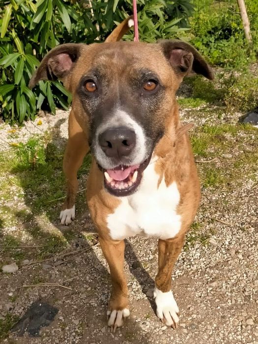 Fox - cão medio grande para adoção