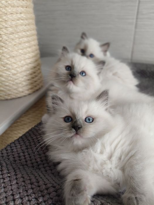 Kotka  kot Ragdoll