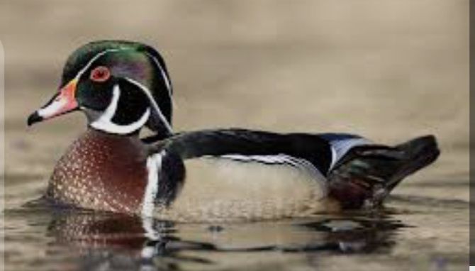 Patos carolino, casais.