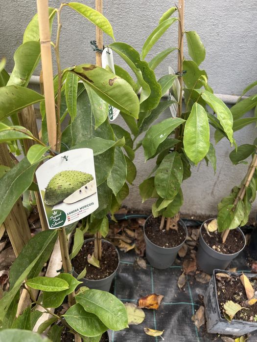 Árvores de fruta Tropical e exóticas