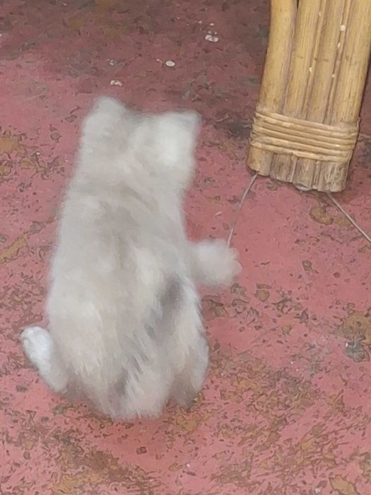 Продаж кошенят ₴₴₴₴₴