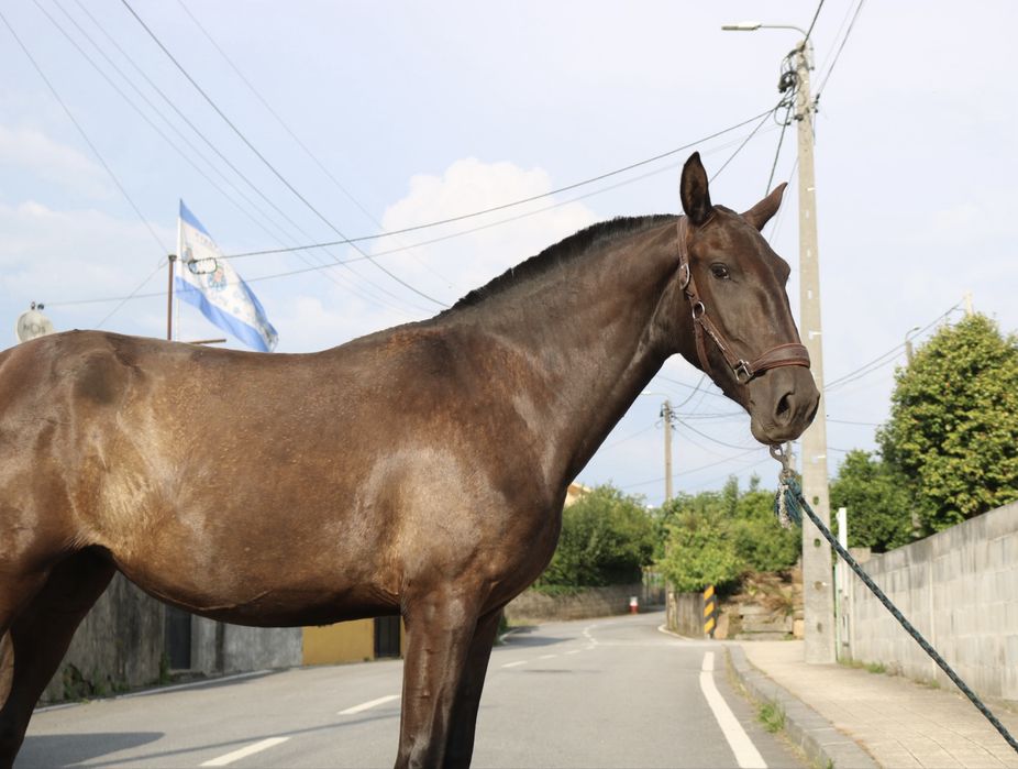 Poldra lusitana preta 2 anos