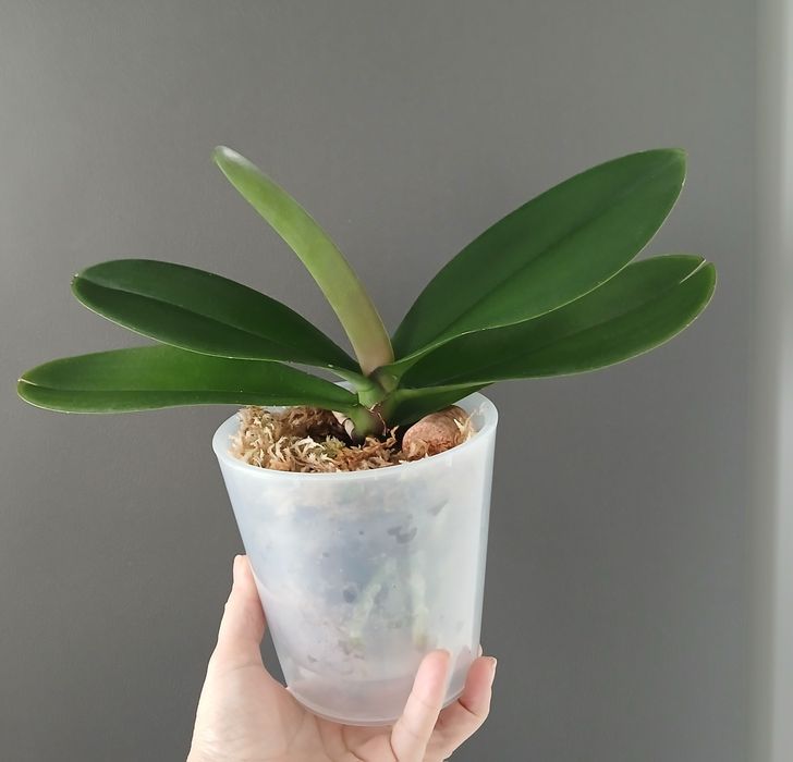 Орхідея біг ліп продам