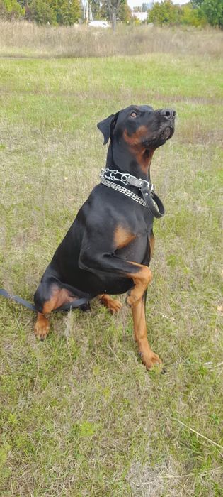 Вязка добермана .