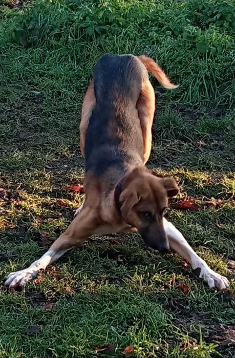 Piękny, roczny pies z cudownym charakterem