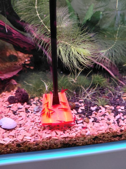 Descarte Neocaridinas Red Demon OE grade AAA