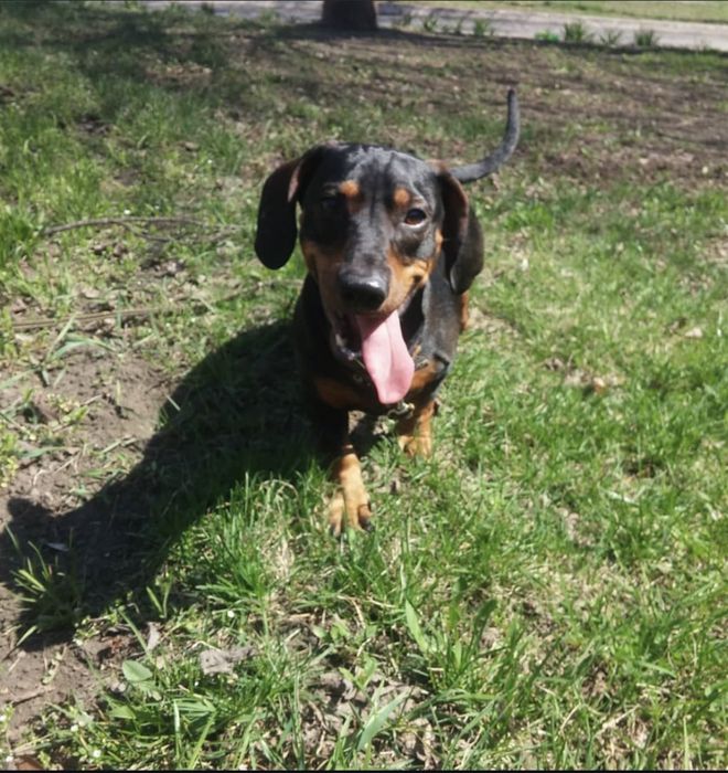 Хлопчик такса  шукає дівчинку