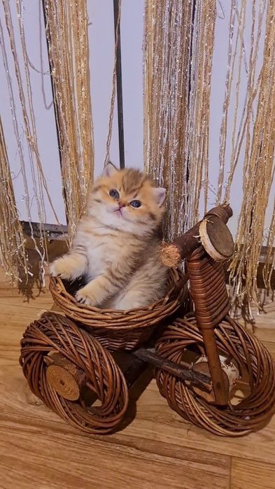 Шикарные котята золотая шиншилла