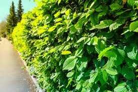 Grab Buk sadzonki EXTRA DUŻE na Żywopłot