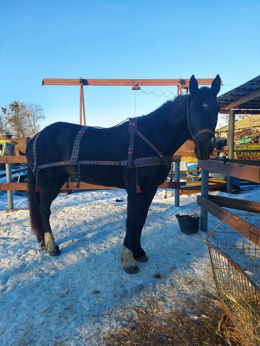 Амуниция сбруя упряжь