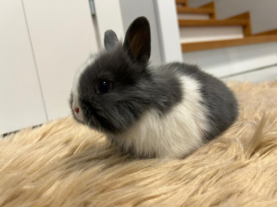 Samiczka Karzełek Teddy