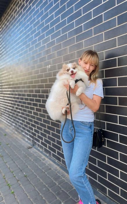 Мальчик шпица. Для вязки