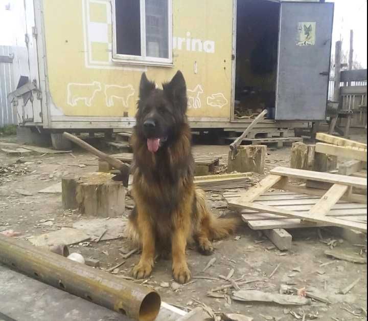 Продаються елітні цуценята  німецької довгошерстної вовчарки